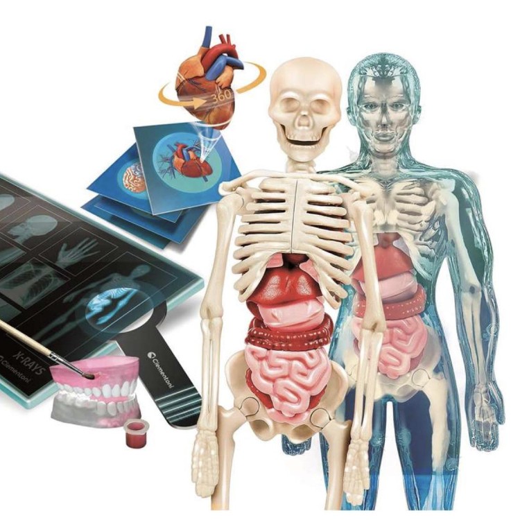 8005125555093 (2) Set científico Superanatomía – C 2