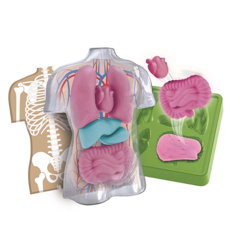 8005125555772 (2) Set científico Anatomía Squishy 2